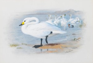 Bewick's Swan by Archibald Thorburn Oil Painting