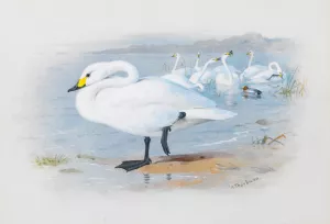 Bewick's Swan by Archibald Thorburn Oil Painting
