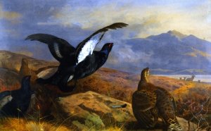 Black Grouse in a Highland Landscape with Red Deer in the Background