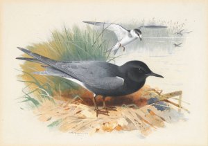 Black Tern; Great Shearwater by Archibald Thorburn Oil Painting