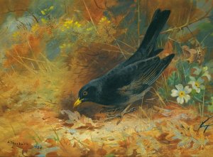 Blackbird by Archibald Thorburn Oil Painting