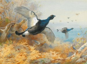 Blackcock Forward by Archibald Thorburn Oil Painting