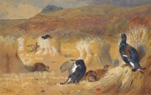 Blackcock In A Field by Archibald Thorburn Oil Painting