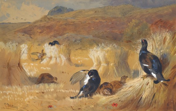 Blackcock In A Field by Archibald Thorburn - Hand-Painted Oil Painting Reproduction