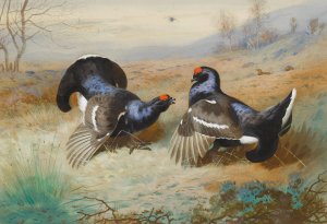 Blackcocks At The Lek by Archibald Thorburn Oil Painting