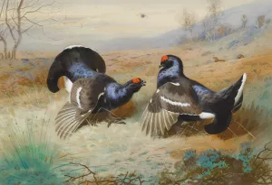 Blackcocks At The Lek by Archibald Thorburn Oil Painting