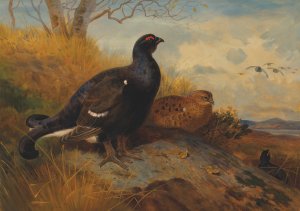 Blackgame on a rocky outcrop, with a loch beyond by Archibald Thorburn Oil Painting
