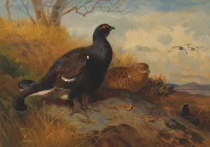 Blackgame on a rocky outcrop, with a loch beyond by Archibald Thorburn Oil Painting