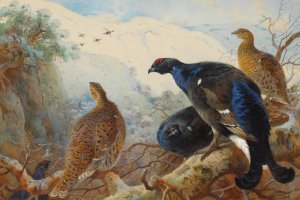 Blackgame by Archibald Thorburn Oil Painting
