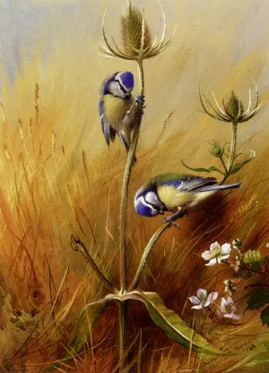 Bluetits On A Teasel Oil painting by Archibald Thorburn