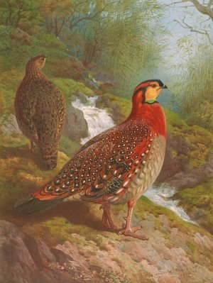 Blyth's Tragopan by Archibald Thorburn Oil Painting