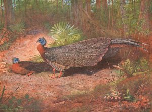 Bornean Argus Pheasant by Archibald Thorburn Oil Painting
