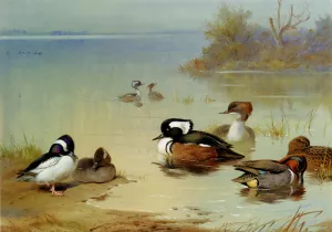 Buffel-Headed Duck, American Green-Winged Teal and Hooded Merganser Oil painting by Archibald Thorburn