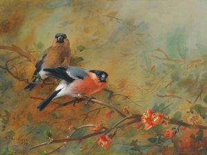 Bullfinches And Pyrus Japonica by Archibald Thorburn Oil Painting