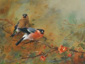 Bullfinches And Pyrus Japonica by Archibald Thorburn Oil Painting