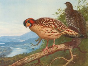 Cabot's Tragopan by Archibald Thorburn Oil Painting