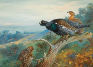 Capercaillie by Archibald Thorburn Oil Painting