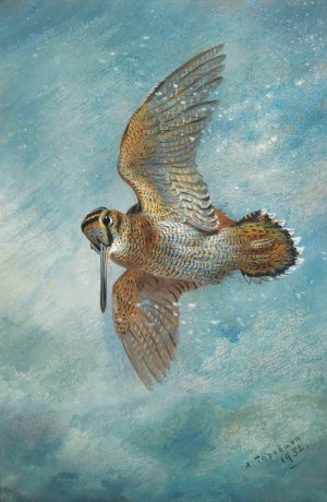 Caught In A Blizzard, Woodcock by Archibald Thorburn Oil Painting