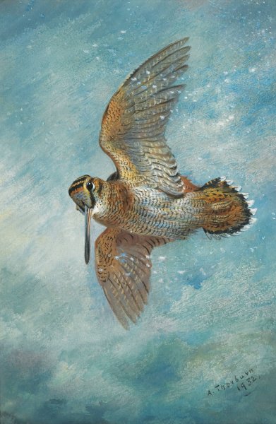 Caught In A Blizzard, Woodcock  by Archibald Thorburn - Hand-Painted Oil Painting Reproduction