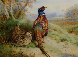 Cock and Hen Pheasant at the Edge of a Wood by Archibald Thorburn - Oil Painting Reproduction