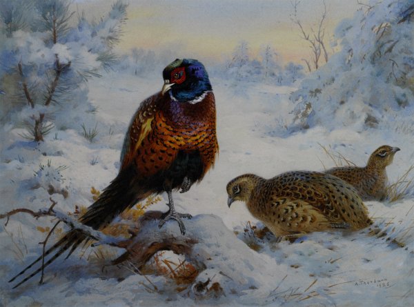 Main Product Photo of Cock and Hen Pheasant in Winter Painting by Archibald Thorburn
