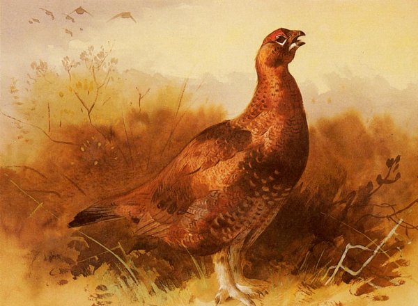 Cock Grouse by Archibald Thorburn - Hand-Painted Oil Painting Reproduction