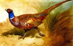 Cock Pheasant by Archibald Thorburn - Oil Painting Reproduction
