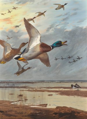 Coming In From The Sea by Archibald Thorburn Oil Painting
