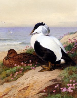 Common Eider Ducks Oil painting by Archibald Thorburn