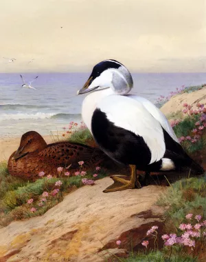 Common Eider Ducks by Archibald Thorburn Oil Painting