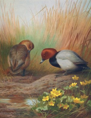 Common Pochard by Archibald Thorburn Oil Painting