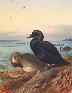 Common Scoter by Archibald Thorburn Oil Painting