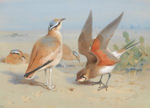 Cream Coloured Courser And Pratincole by Archibald Thorburn Oil Painting