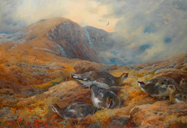 Danger Aloft - Ptarmigan  by Archibald Thorburn - Hand-Painted Oil Painting Reproduction