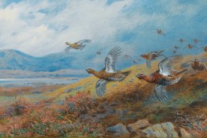Driven Grouse by Archibald Thorburn Oil Painting