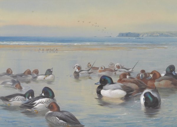 Ducks Along The Shoreline  by Archibald Thorburn - Hand-Painted Oil Painting Reproduction