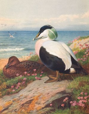 Eider Duck by Archibald Thorburn Oil Painting