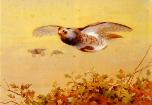 English Partridge In Flight Oil painting by Archibald Thorburn