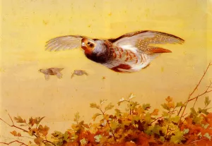 English Partridge In Flight by Archibald Thorburn - Oil Painting Reproduction