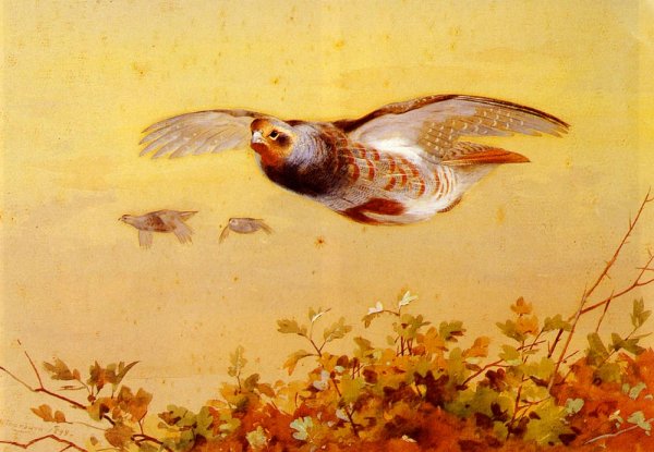 Main Product Photo of English Partridge In Flight Painting by Archibald Thorburn