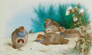 English Partridge With Gorse And Thistles by Archibald Thorburn Oil Painting