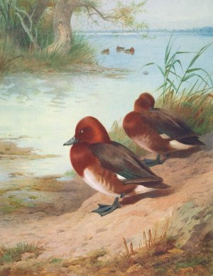Ferruginous Duck by Archibald Thorburn Oil Painting