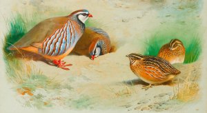 French Partridge And Chicks by Archibald Thorburn Oil Painting
