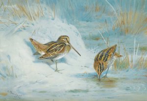 Frozen Out Snipe by Archibald Thorburn Oil Painting