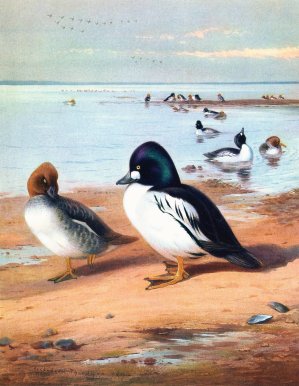 Golden-Eye by Archibald Thorburn Oil Painting