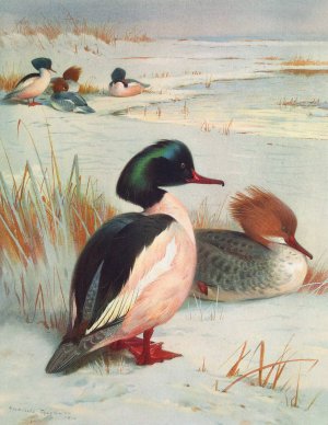 Goosander Oil painting by Archibald Thorburn