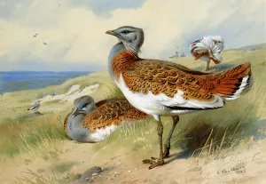 Great Bustards by Archibald Thorburn - Oil Painting Reproduction