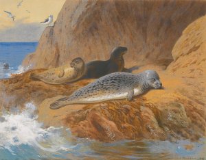 Grey And Harbour Seals At Rest by Archibald Thorburn Oil Painting
