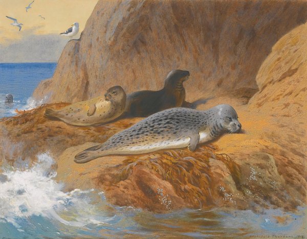 Grey And Harbour Seals At Rest  by Archibald Thorburn - Hand-Painted Oil Painting Reproduction