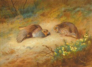 Grey Partridge by Archibald Thorburn Oil Painting